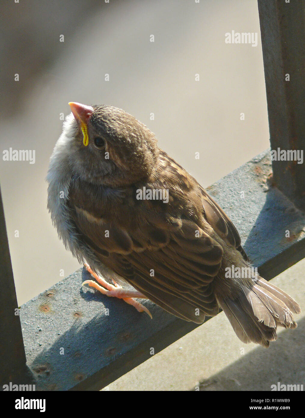 Moineau domestique (Passer domesticus), l'envol des oiseaux jeunes fraîchement sur balcon de fer, Espagne Banque D'Images