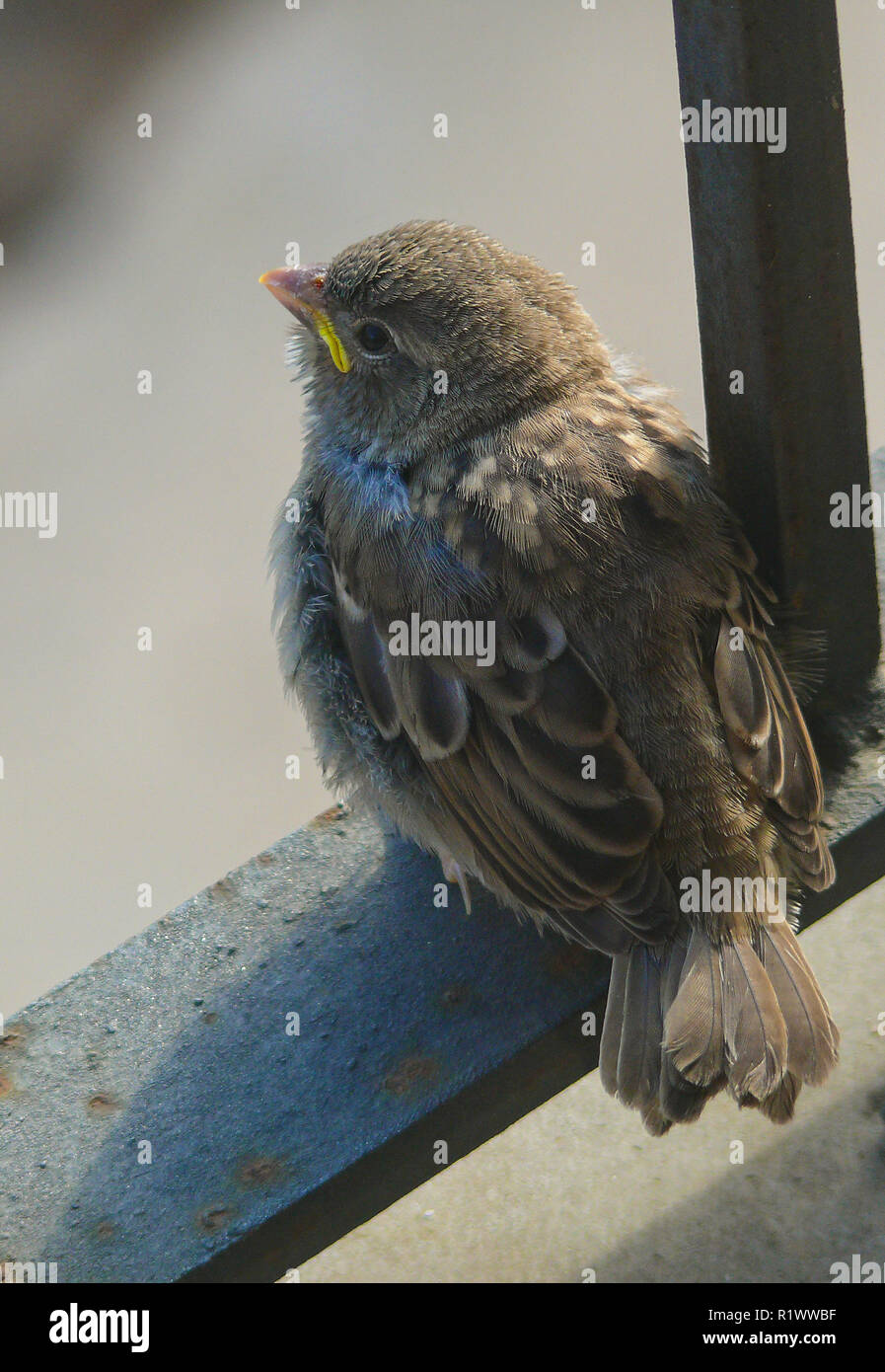 Moineau domestique (Passer domesticus), l'envol des oiseaux jeunes fraîchement sur balcon de fer, Espagne Banque D'Images