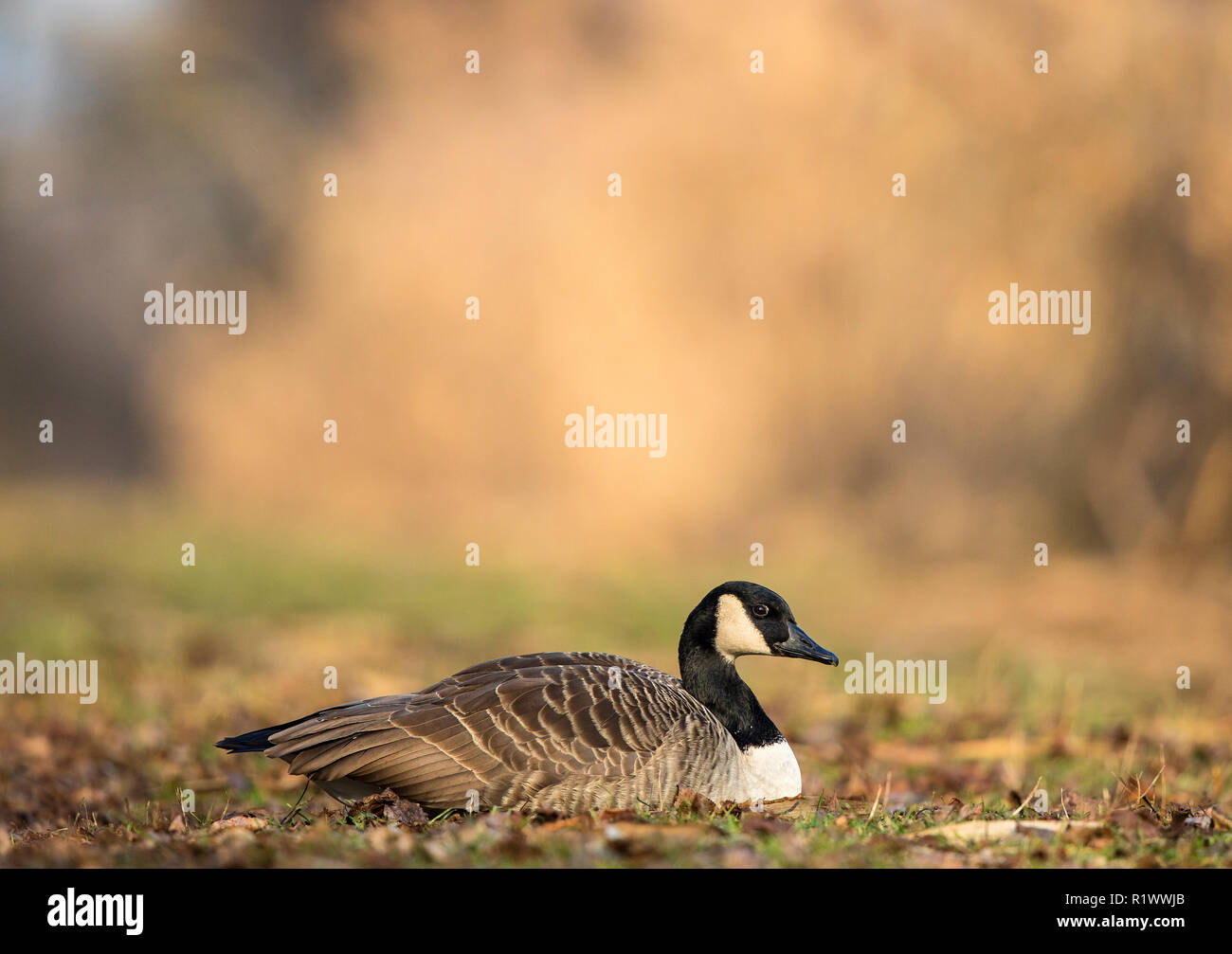 Bernache du Canada (Branta canadensis) sitting on meadow à Lake Shore, Bade-Wurtemberg, Allemagne Banque D'Images