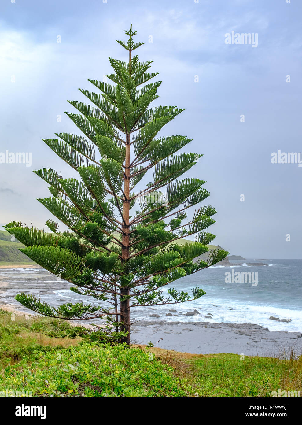 Île Norfolk Araucaria heterophylla (pin), pin australien de la Nouvelle-Galles du Sud, également connu sous le nom de star, pin pin Polynésien, arbre de Noël, Banque D'Images