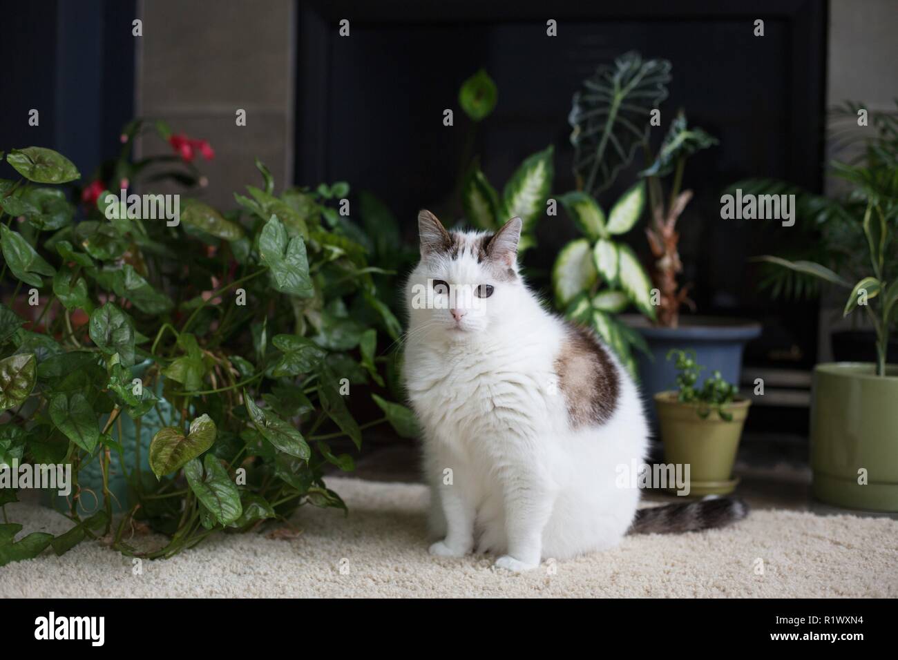 Un chat assis parmi les plantes d'intérieur. Banque D'Images