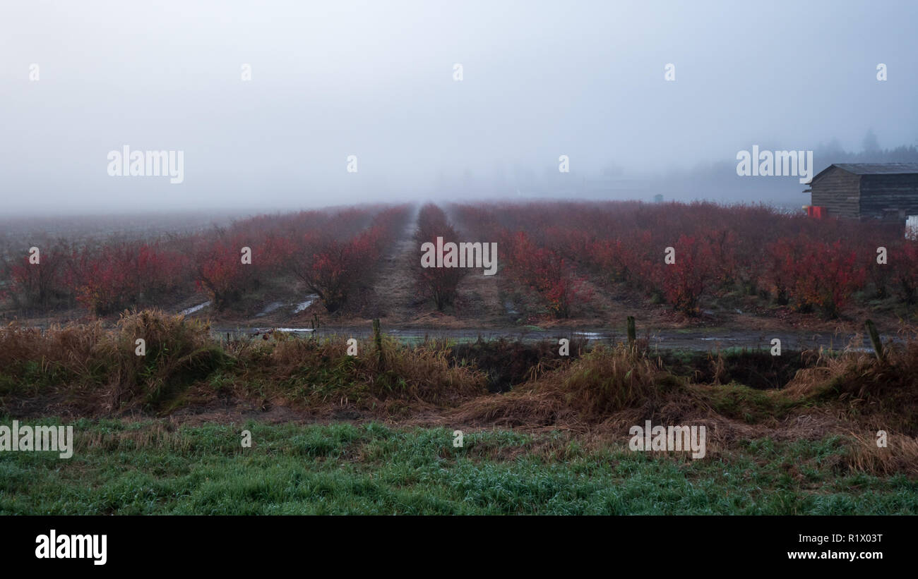Les buissons de bleuets tour un excellent rouge de couleur en automne. Ces a attiré mon attention sur un matin brumeux à pied. Banque D'Images Les buissons de bleuets tour un excellent rouge de couleur en automne. Ces a attiré mon attention sur un matin brumeux à pied. Banque D'Images