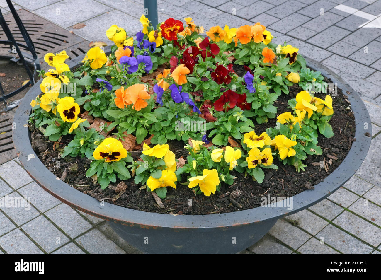 Pensées doux automne rouge jaune et bleu fleurs poussent dans une vieille  rue de l'acier moderne métal jardinière. Novembre jour nuageux tourné en  milieu urbain Photo Stock - Alamy