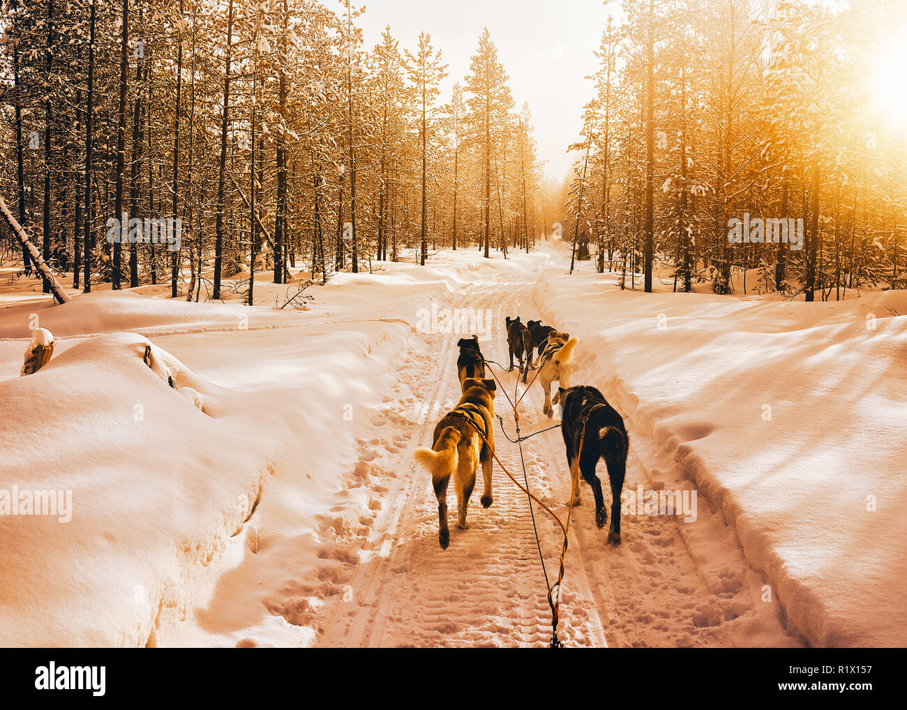 Traîneau à chiens husky en Finlande en Laponie à l'hiver. Banque D'Images
