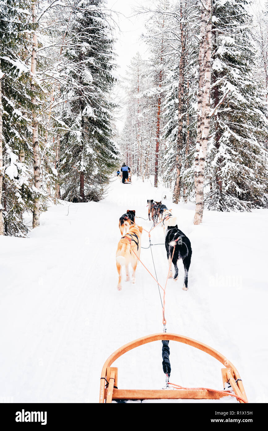 Traîneau à chiens husky en Finlande à la Laponie en hiver. Banque D'Images