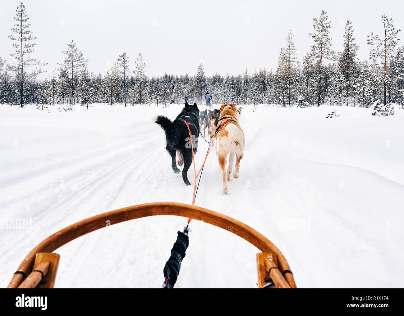 Traîneau à chiens husky en Finlande en Laponie en hiver. Banque D'Images
