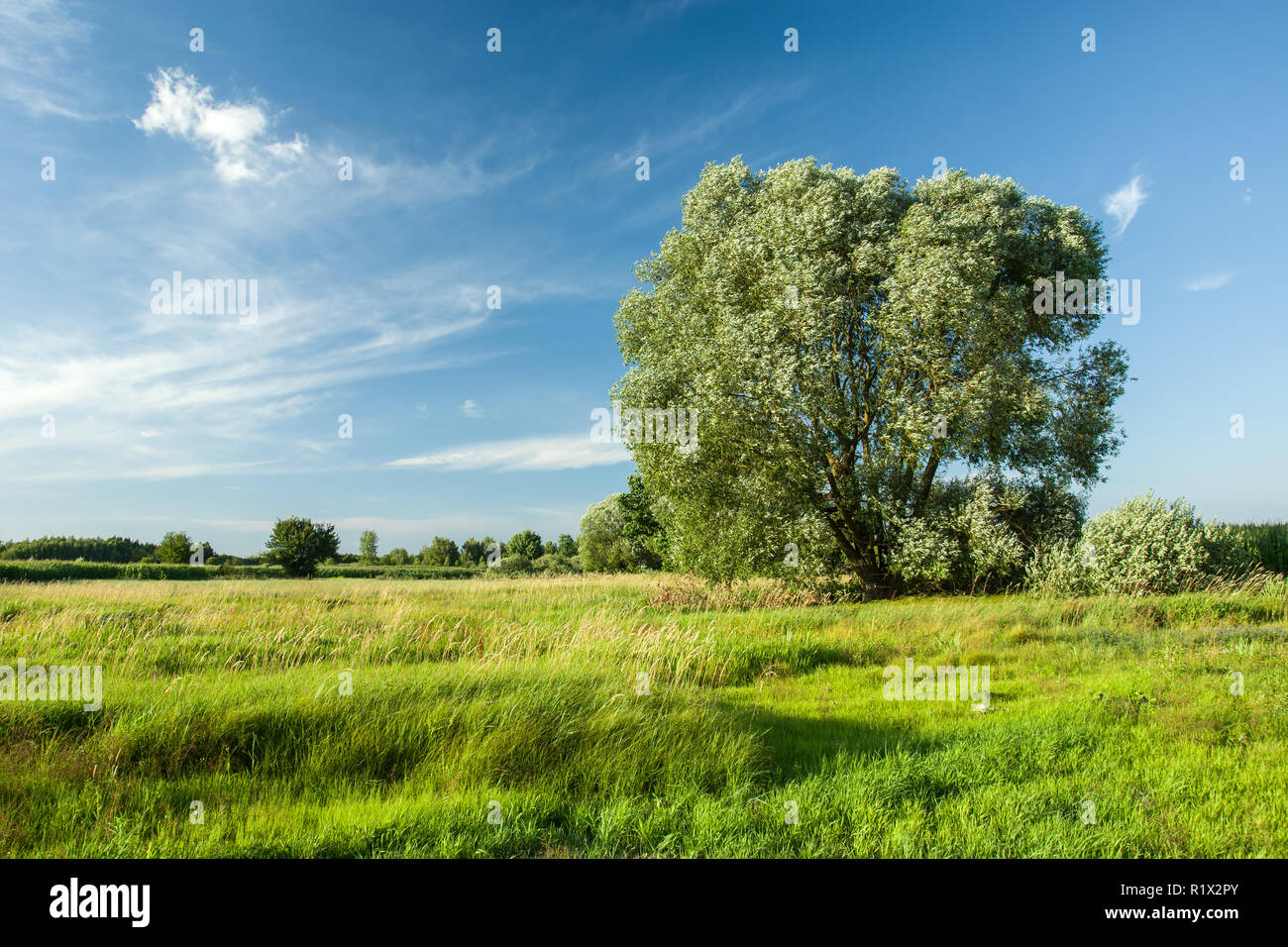 Grand arbre de saule sur un pré vert, horizon et ciel bleu Banque D'Images