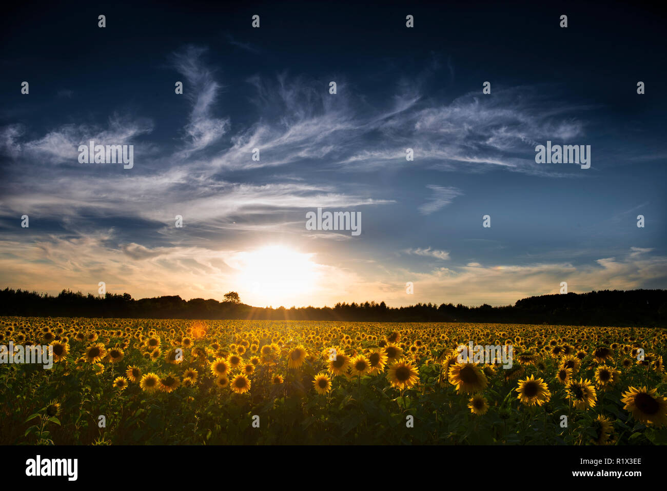 Paysage de tournesol Banque D'Images