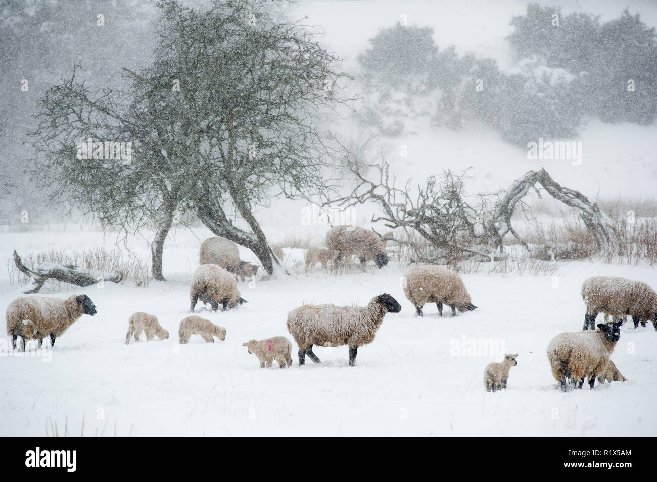 Météo : Moutons et agneaux d'herbes près de fourrage Oxton Lauder, lors de la "bête de la tempête de l'Est.' Banque D'Images