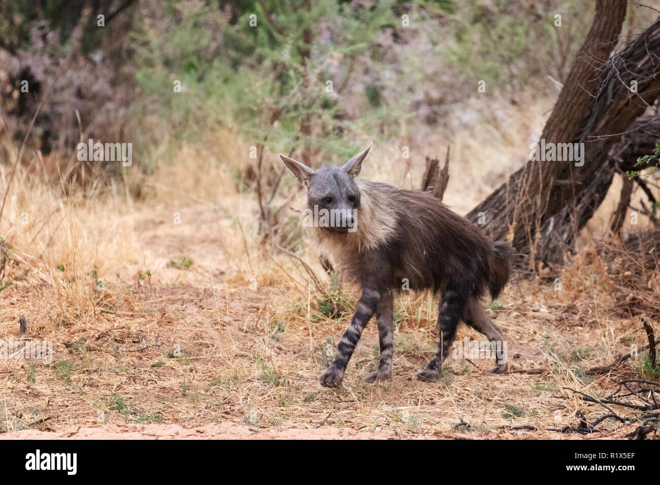 Hyène brune ( Hyaena brunnea ), l'un des profils avec vue latérale, exemple de la faune africaine, la Namibie Okonjima nature reserve, Afrique du Sud Banque D'Images