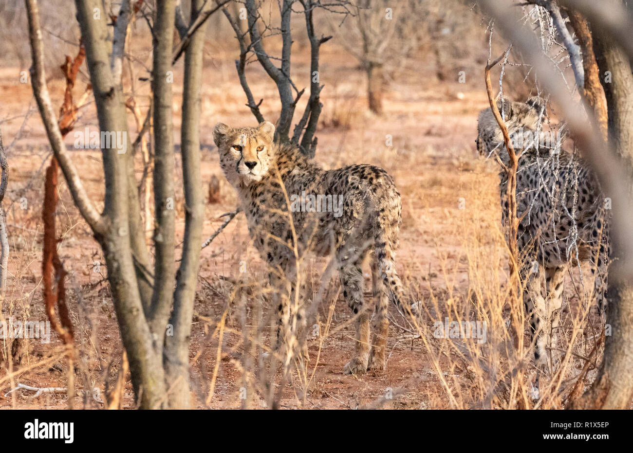 Le guépard Acinonyx jubatus, deux guépards chasse, fondation Africat Okonjima, réserve naturelle, la Namibie Afrique du Sud Banque D'Images