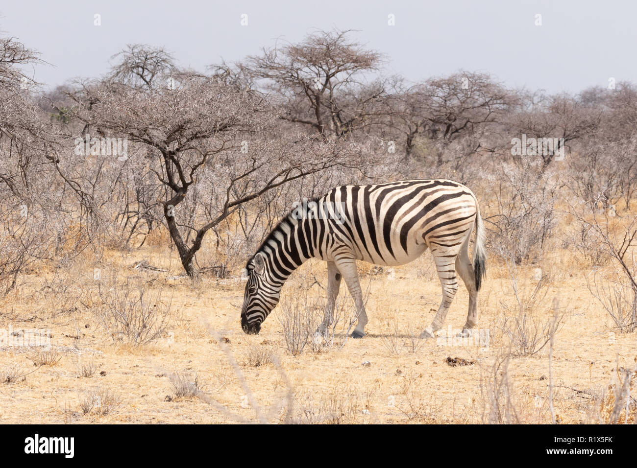 Zèbre des plaines, Equus quagga) exemple de la faune namibienne, un adulte Vue de côté le pâturage, Etosha National Park, Namibie, Afrique du Sud Banque D'Images