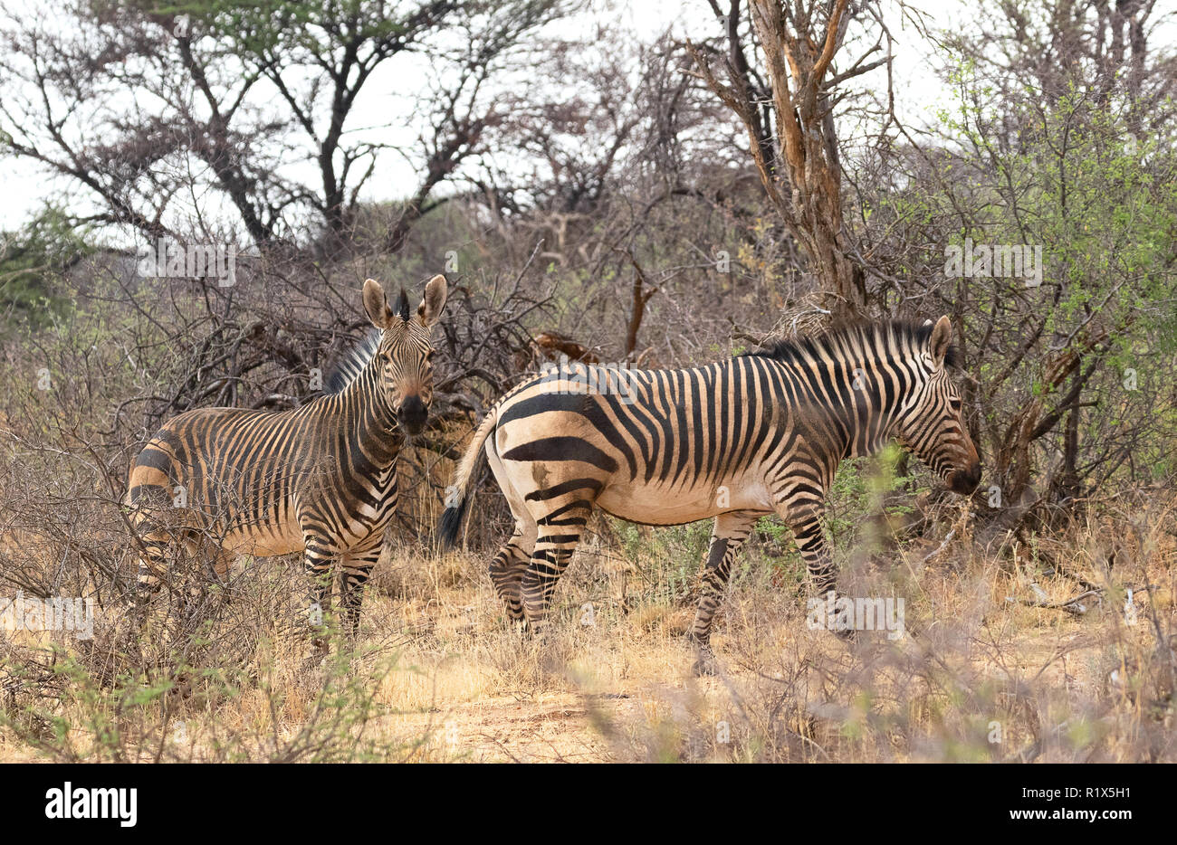 Mountain Zebra ( Equus zebra ), une paire de zèbres de montagne, réserve naturelle de Namibie Okonjima, Afrique Banque D'Images