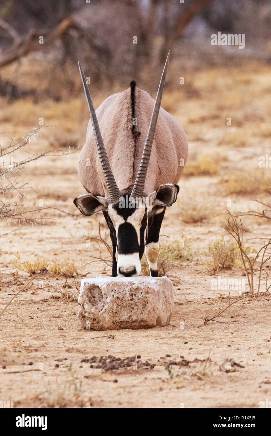 La conservation de la faune - un Oryx léchant un morceau de sel, réserve naturelle Okonjima Okonjima, Namibie, Afrique du Sud Banque D'Images