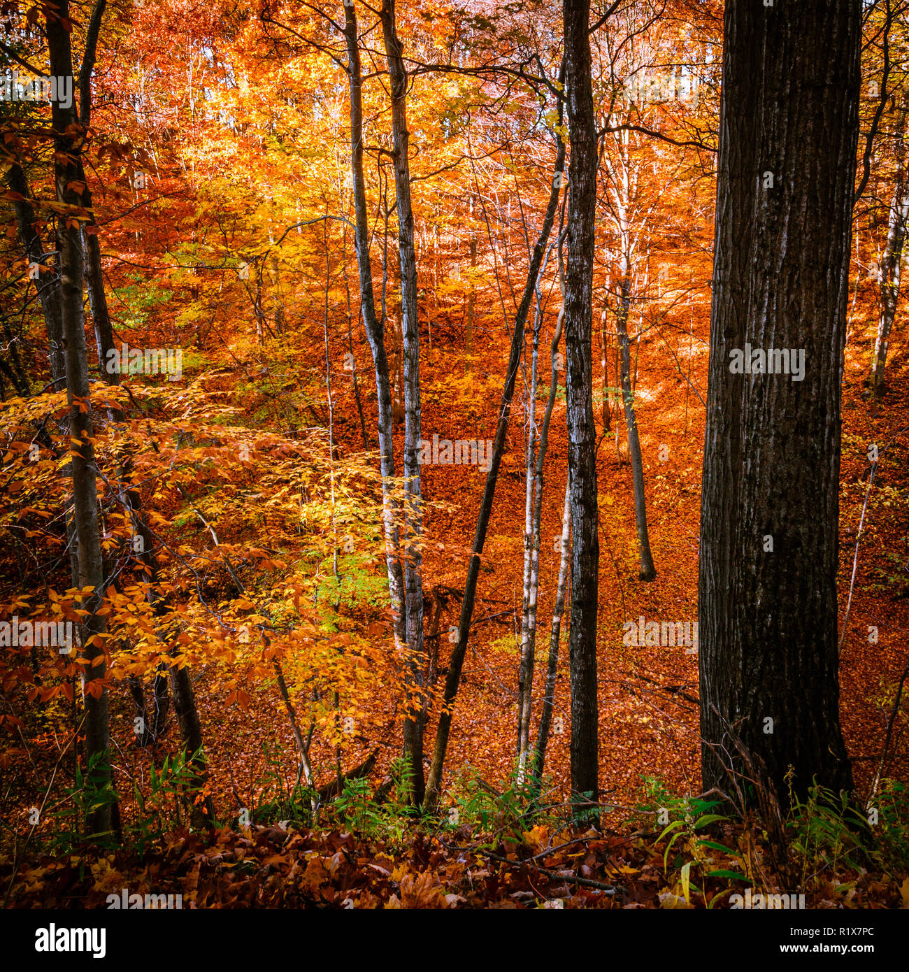 Chute spectaculaire de couleurs. Forêt d'automne fond carré avec copie espace. Banque D'Images