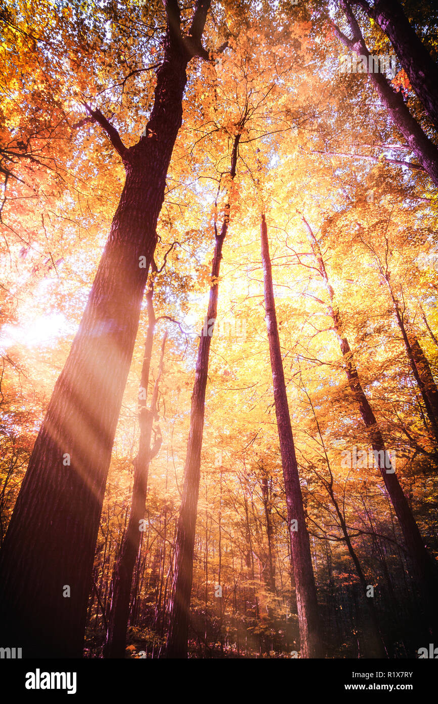 Forêt d'automne Coucher du soleil. Rayons de soleil d'eau par orange colorés et feuilles d'or au milieu d'une voûte de grands arbres. Paysage Vertical Arrière-plan. Banque D'Images