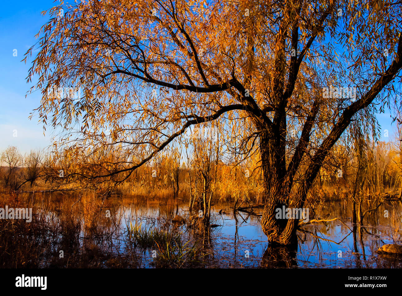 Les zones humides d'automne arbre. Beauté dans la nature saisonnière. Banque D'Images