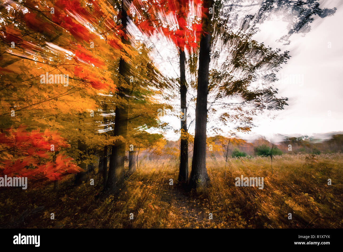 Shockwave automne Résumé. L'effet de zoom à huis clos. Couleurs d'automne. L'énergie intense vague de fond avec l'espace de copie. Banque D'Images