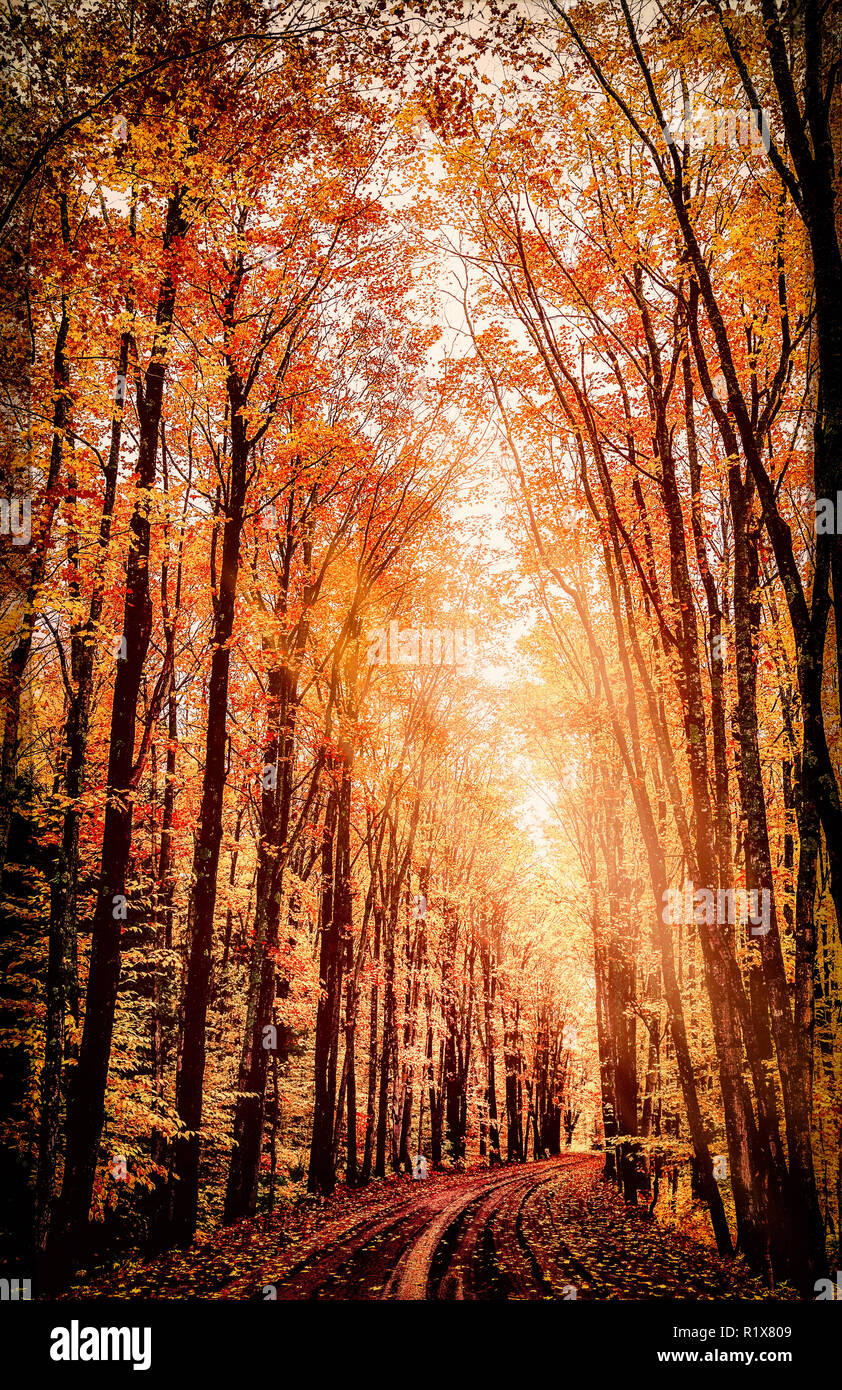 La couleur de l'automne Orange spectaculaire. Route de campagne bordée d'arbres en automne. Banque D'Images