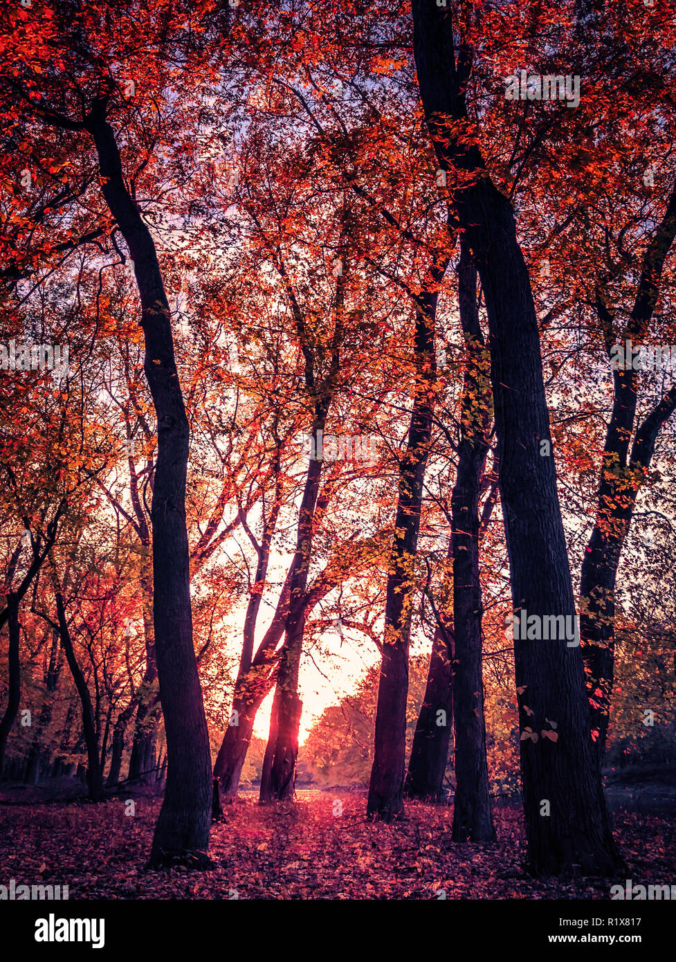 Automne Forêt enchantée. Coucher du soleil filtrant à travers les feuilles rouges colorés. Look vintage avec copie Espace rougeoyant. Banque D'Images