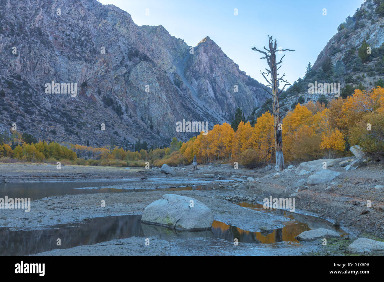 Les trembles de montagne dans leur pic de feuillage d'automne, avec Rush Creek en premier plan, lac Juin Boucle, CA, USA Banque D'Images