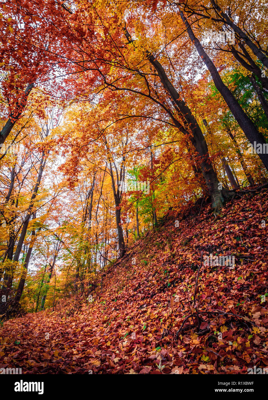 Paysage de forêt d'automne. Contexte extérieur vertical avec copie espace. Banque D'Images