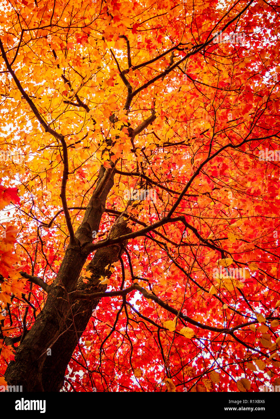 Orange et rouge couleur érable en automne. Arrière-plan de saison verticale à l'exemplaire de l'espace. Banque D'Images