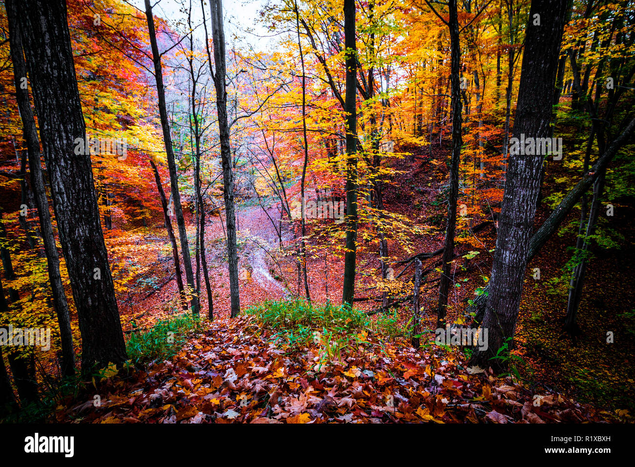 Paysage de forêt d'automne Banque D'Images