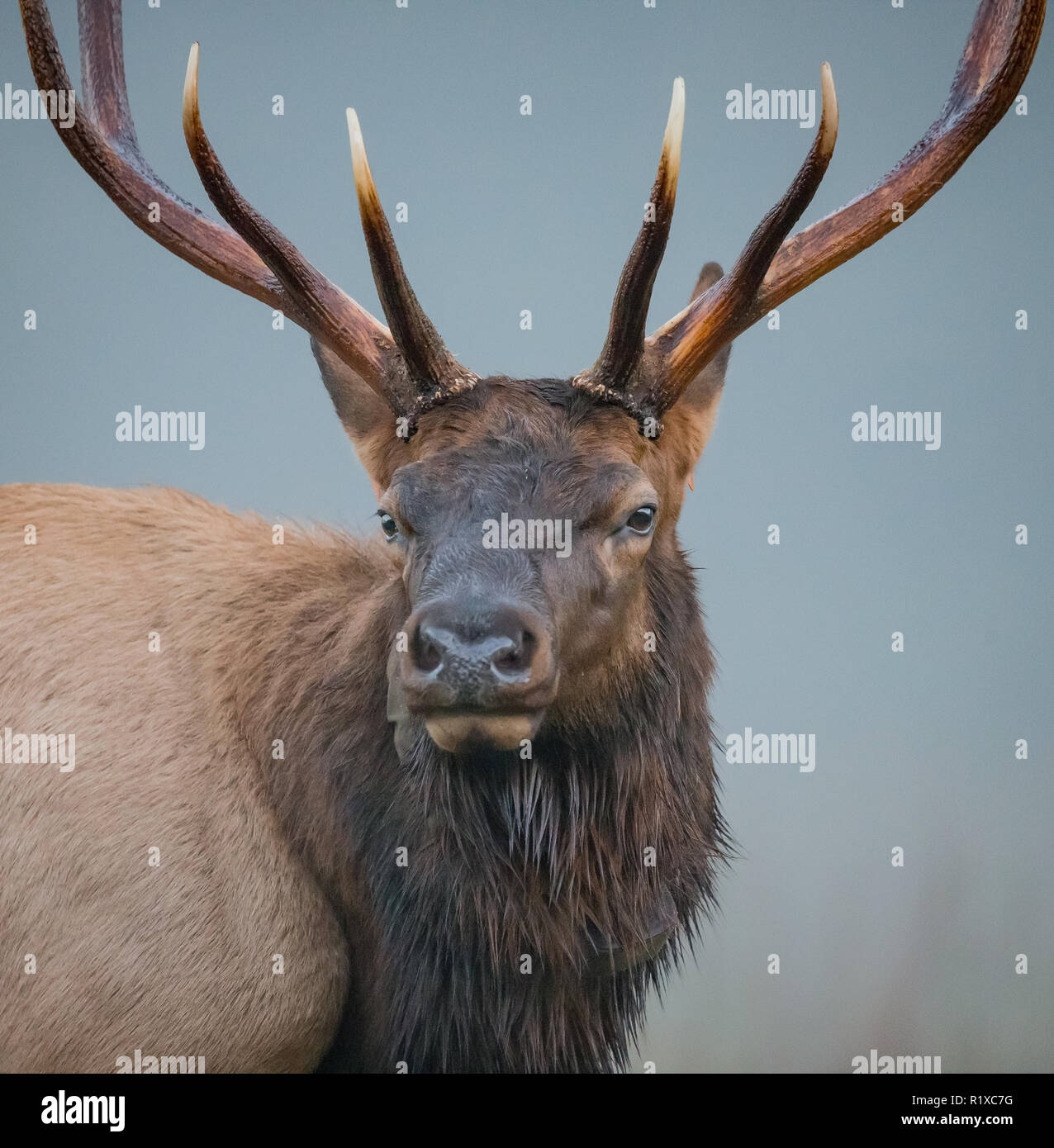 Beau mâle elk in profile Banque D'Images