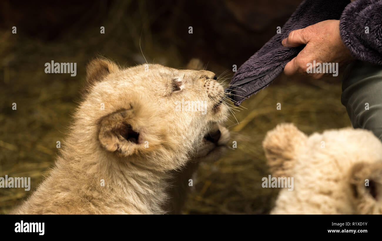 Un jeune lion cub teste sa puissance en tirant sur son manteau de formateurs dans un centre de réadaptation des animaux en Afrique. Banque D'Images