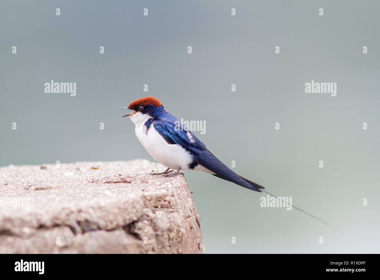 Le fil-tailed swallow (Hirundo smithii) sur le pilier du pont à Pune, Maharashtra, Inde. Banque D'Images