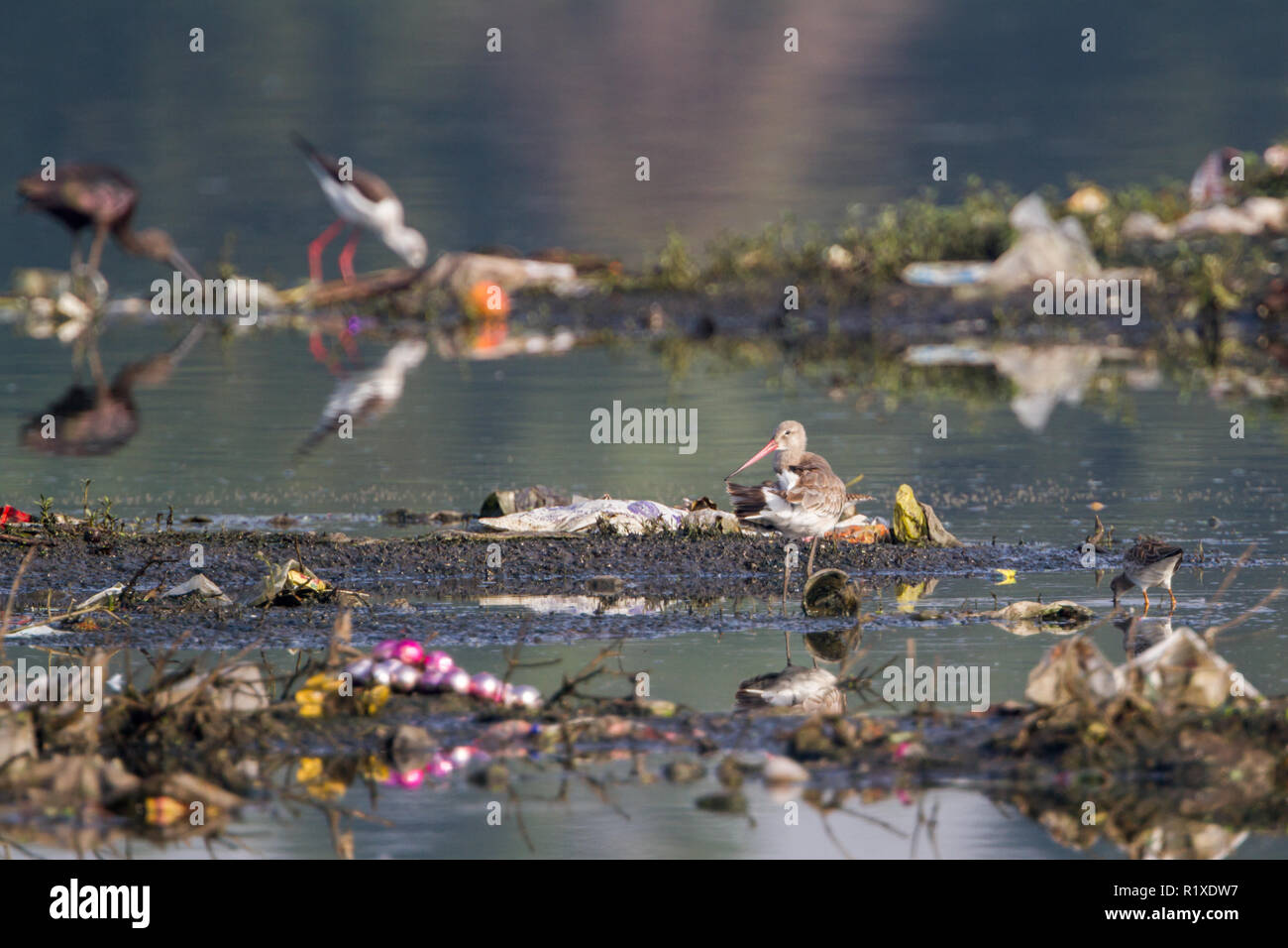 La barge à queue noire (Limosa limosa) dans une rivière polluée près de Pune, Maharashtra, Inde Banque D'Images