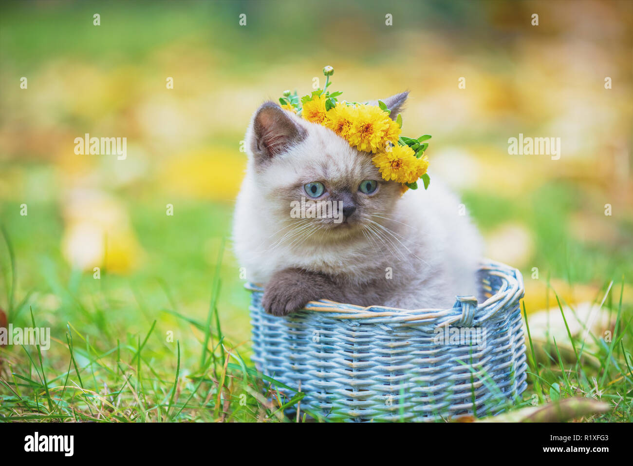 Chaton Siamois Mignon Avec Une Couronne De Fleurs Sur Sa Tete Est Assis Dans Un Panier Sur Une Pelouse Verte Photo Stock Alamy
