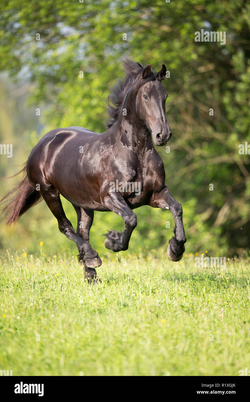 Cheval frison. Mare galoper sur un pâturage. Allemagne Banque D'Images