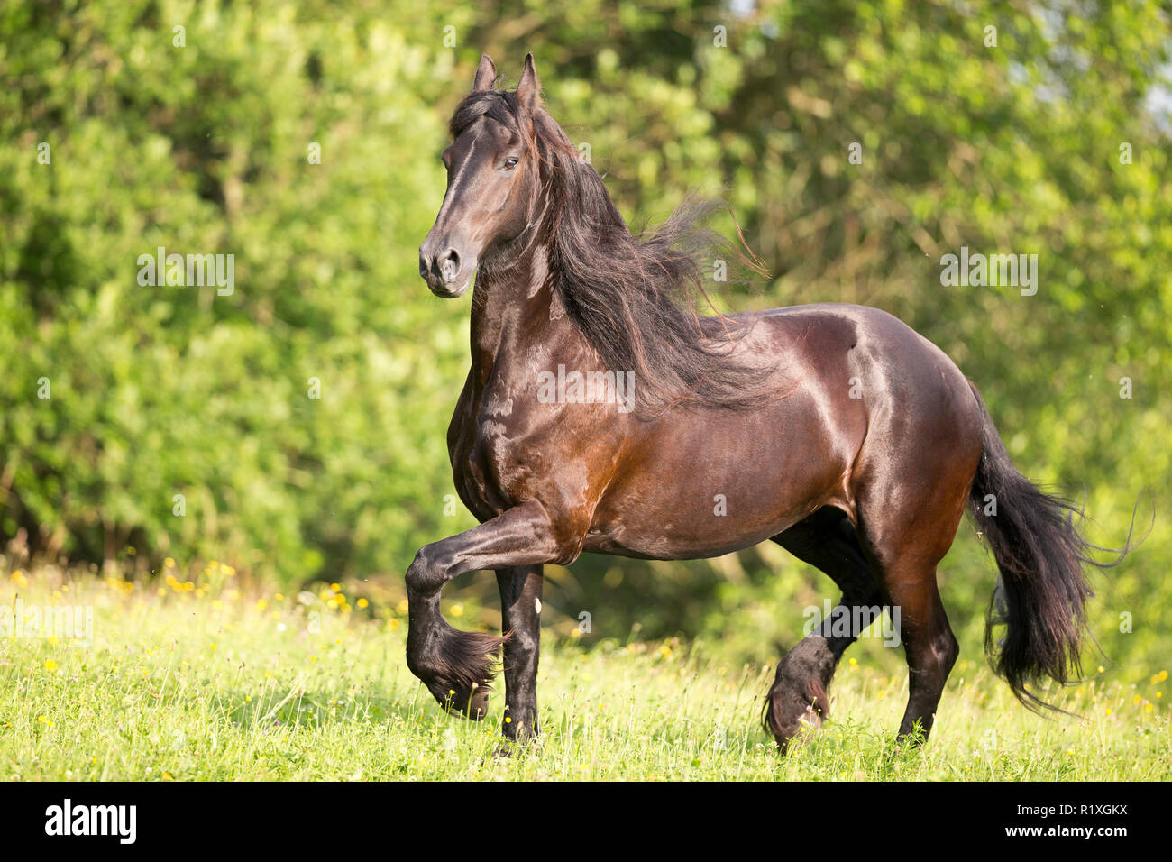 Cheval frison. Mare trottant sur un pâturage. Allemagne Banque D'Images