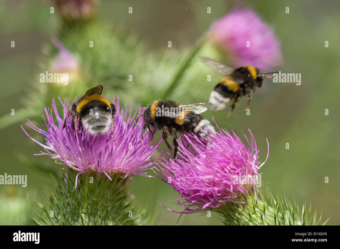 Buff-queue de bourdons (Bombus terrestris). Trois individus qui se nourrissent de fleurs d'une Cirse des champs (Cirsium vulgare). Allemagne Banque D'Images