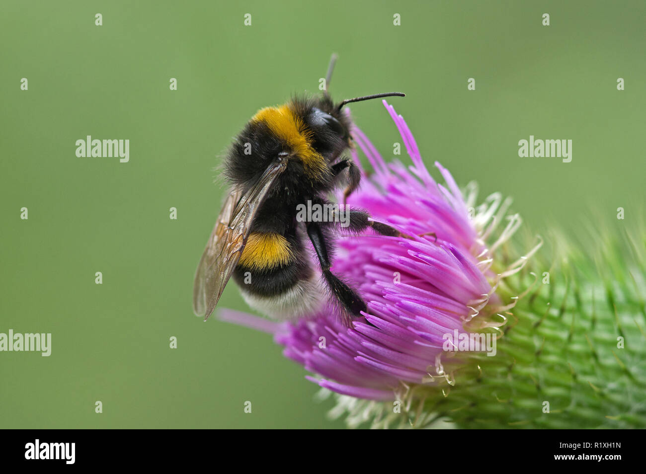 Buff-queue de bourdons (Bombus terrestris) boire du nectar de la fleur d'un Taureau Cirsium vulgare). Allemagne Banque D'Images