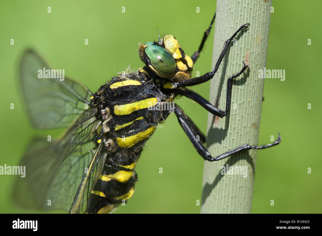 Golden-ringed Dragonfly (Cordulegaster boltoni) reposant sur des tiges de roseau. Allemagne Banque D'Images
