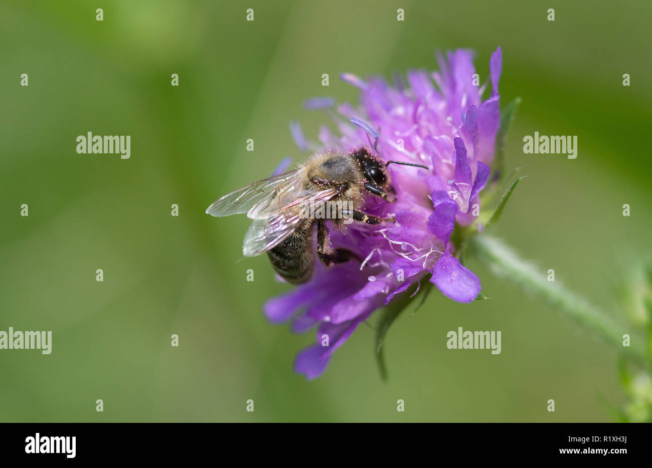 L'abeille européenne, l'abeille à miel (Apis mellifera, Apis mellifica). Fleur (Knautia Knautia travailleur sylvatica). Allemagne Banque D'Images