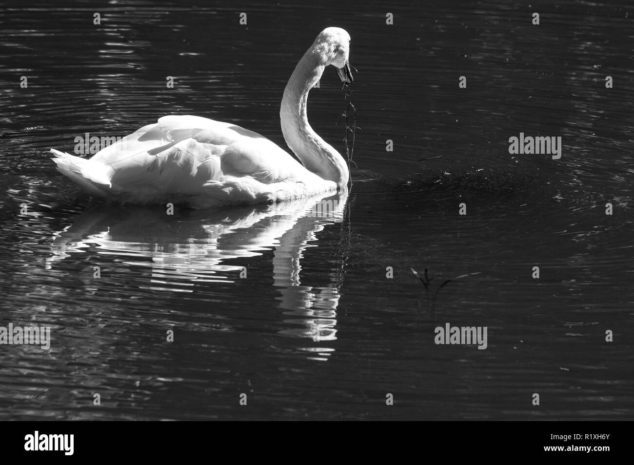 Reflet de cette swan est magnifico. Banque D'Images