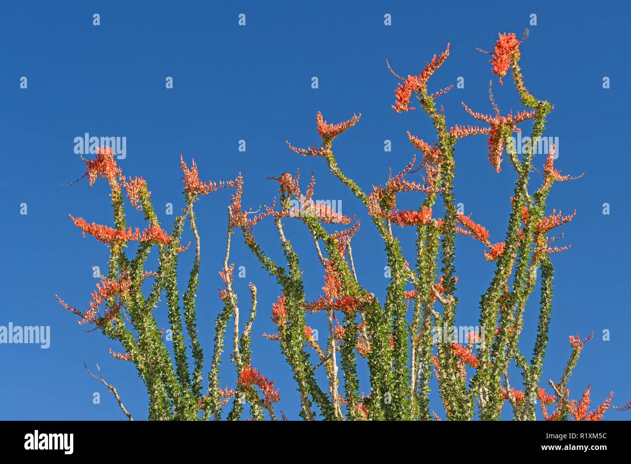 La société en pleine floraison printanière dans Joshua Tree National Park en Californie Banque D'Images