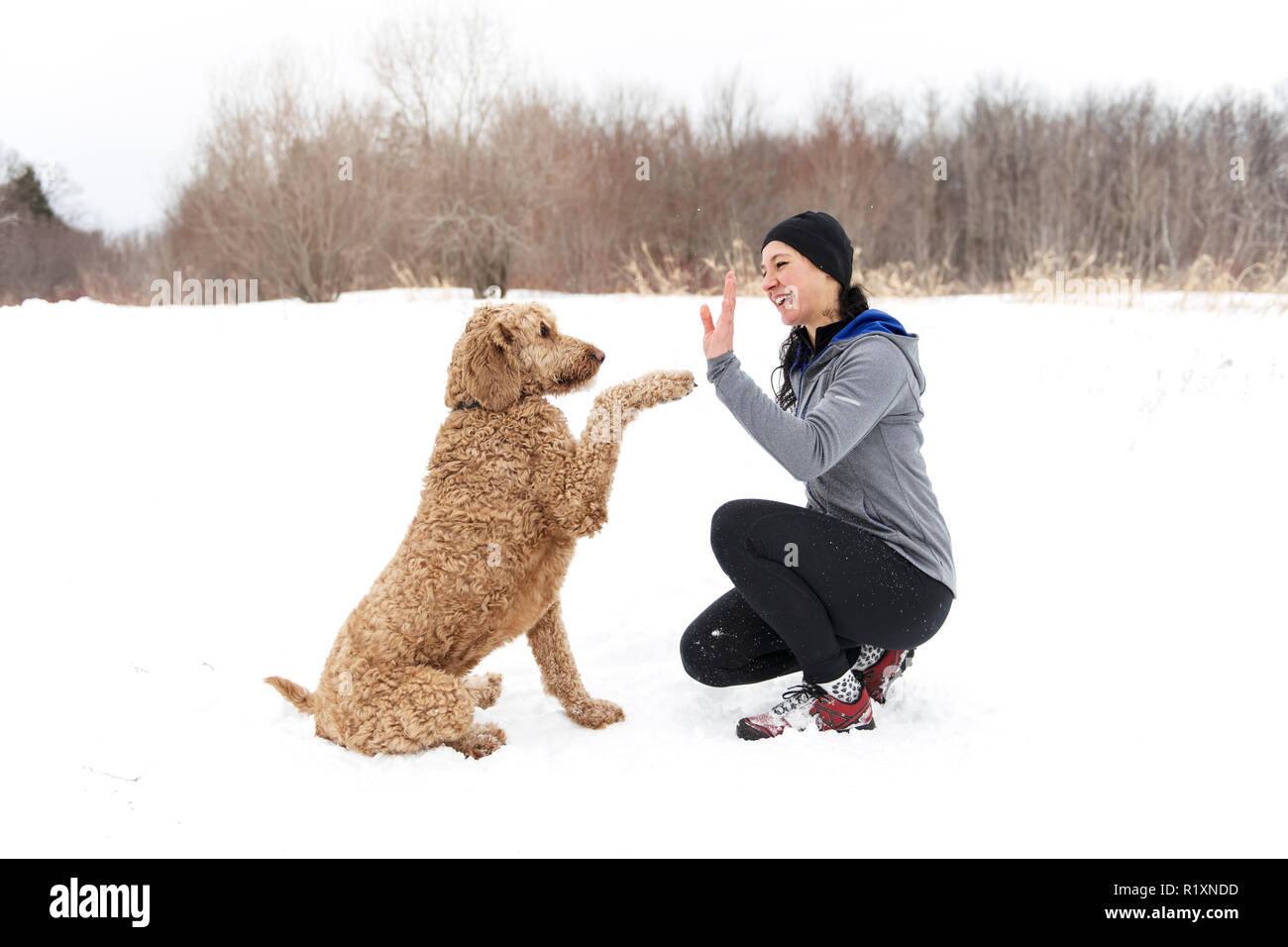 Une femme avec goldendoodle saison d'hiver Banque D'Images