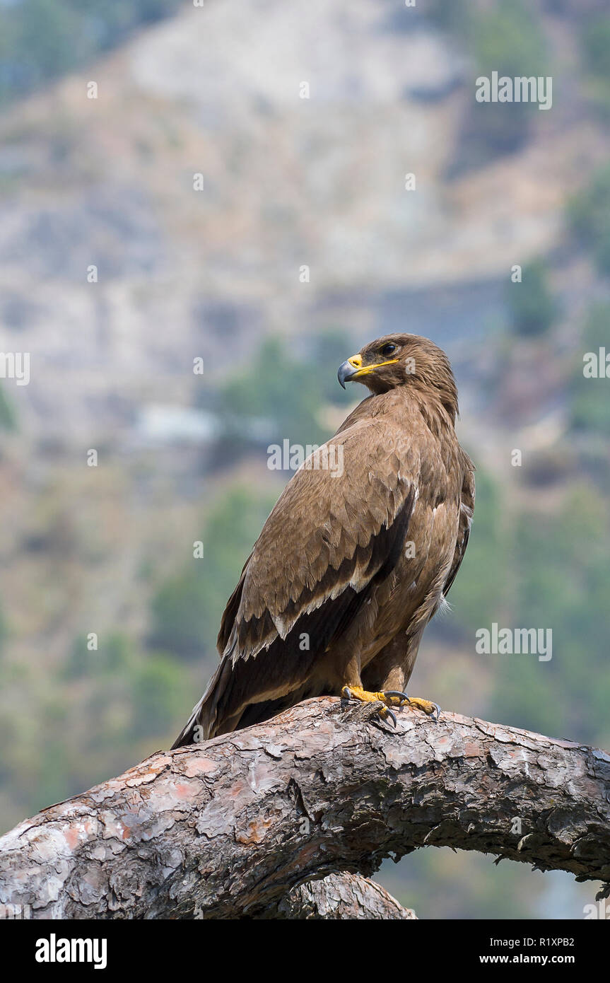 Aigle steppé Aquila nipalensis à Uttarakhand, dans l'Himalaya indien Banque D'Images