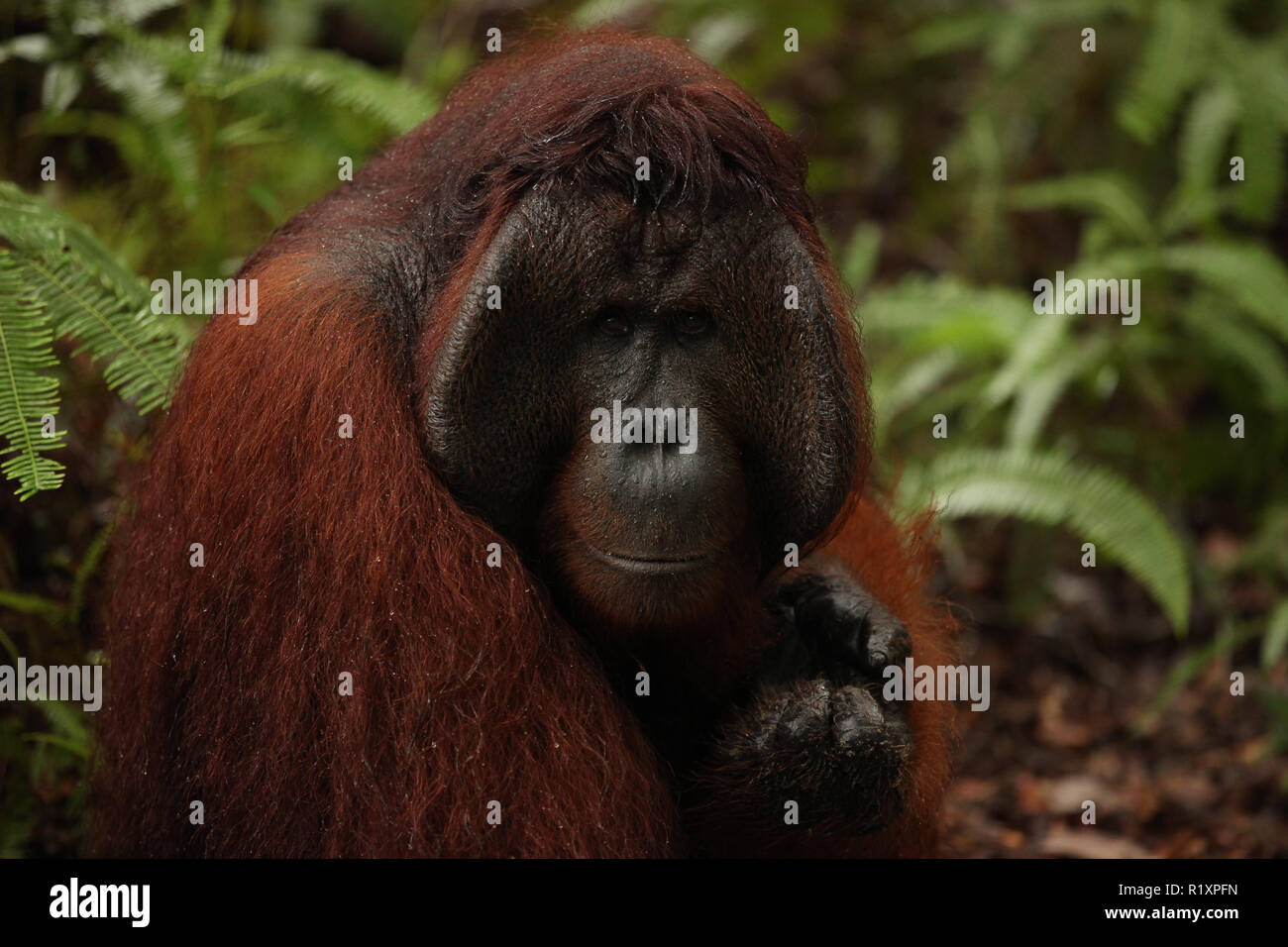 L'orang-outan sauvage dans la jungle Banque D'Images