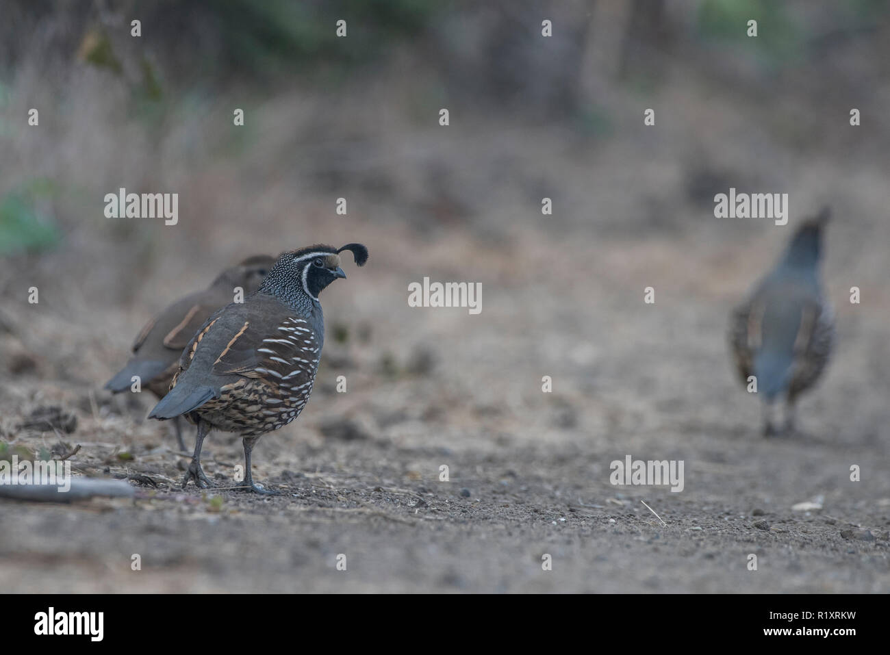 Un groupe de colin de Californie (Callipepla californica) marcher dans un sentier à Tilden Regional Park, Californie. Banque D'Images