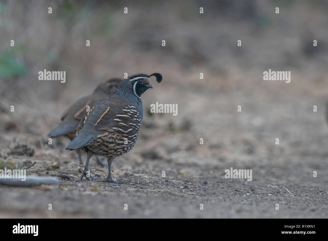 Un groupe de colin de Californie (Callipepla californica) marcher dans un sentier à Tilden Regional Park, Californie. Banque D'Images