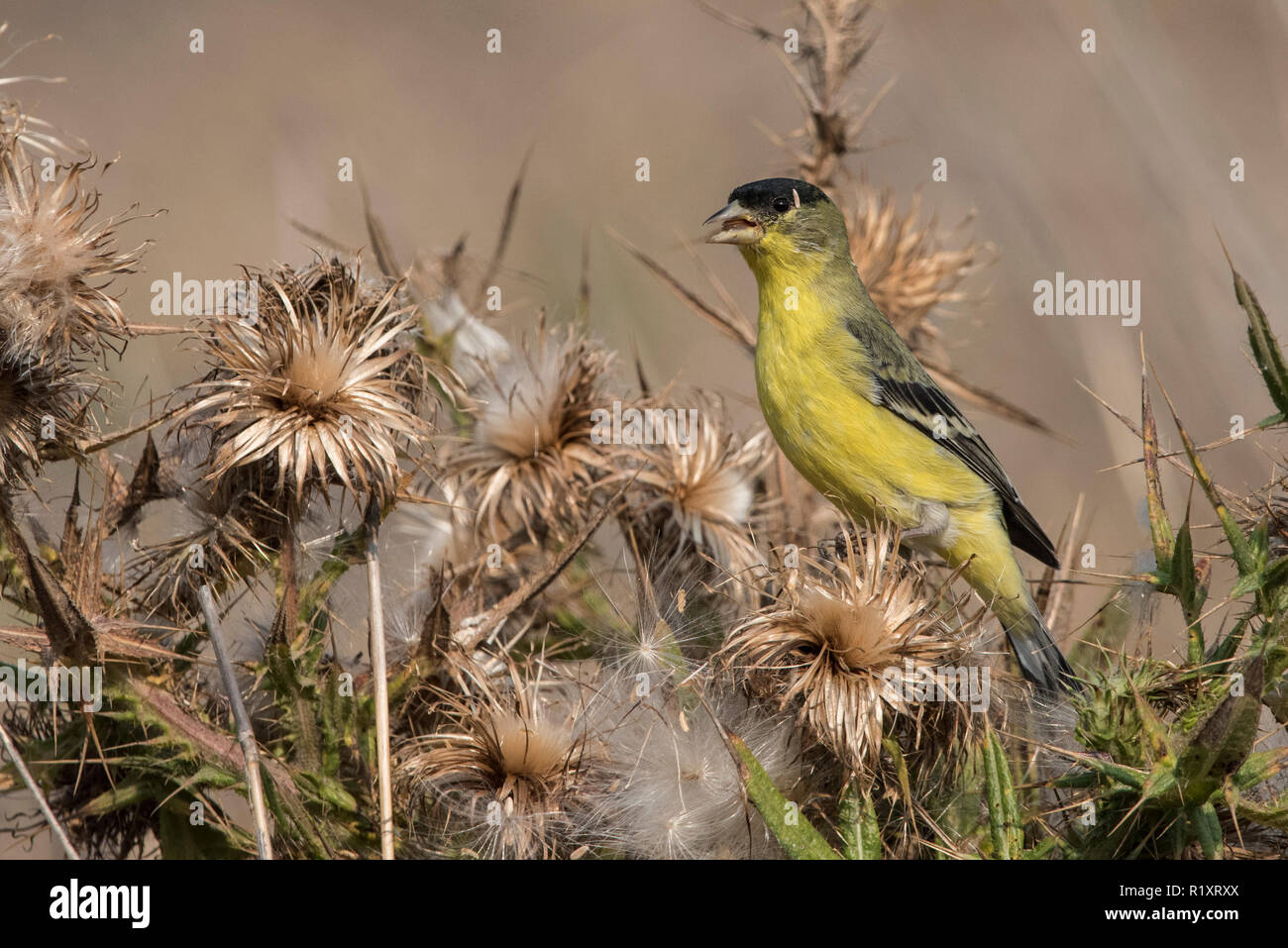 Une moindre chardonneret (Spinus psaltria) rss sur les graines d'une plante chardon sec en Californie. Banque D'Images