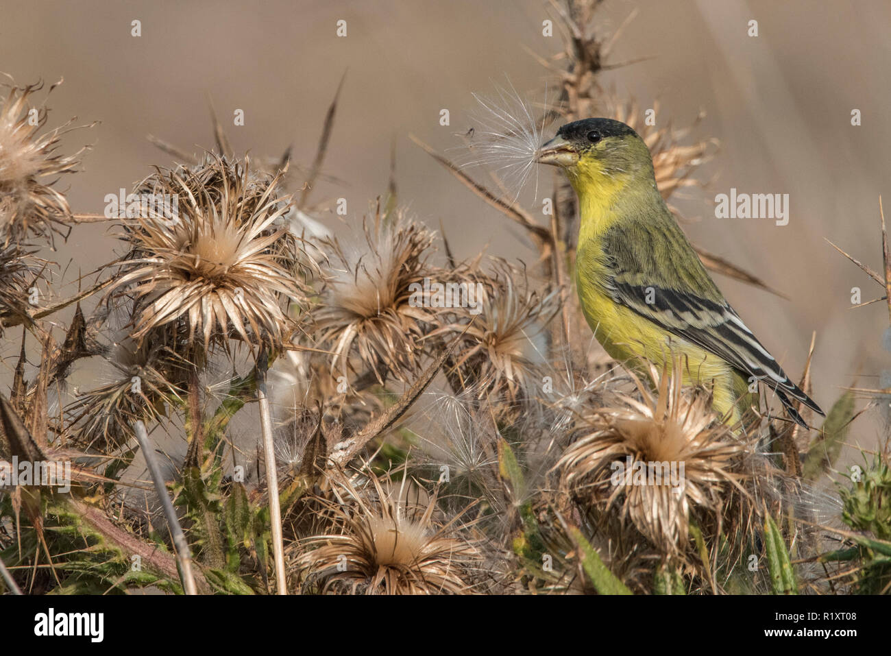 Une moindre chardonneret (Spinus psaltria) rss sur les graines d'une plante chardon sec en Californie. Banque D'Images