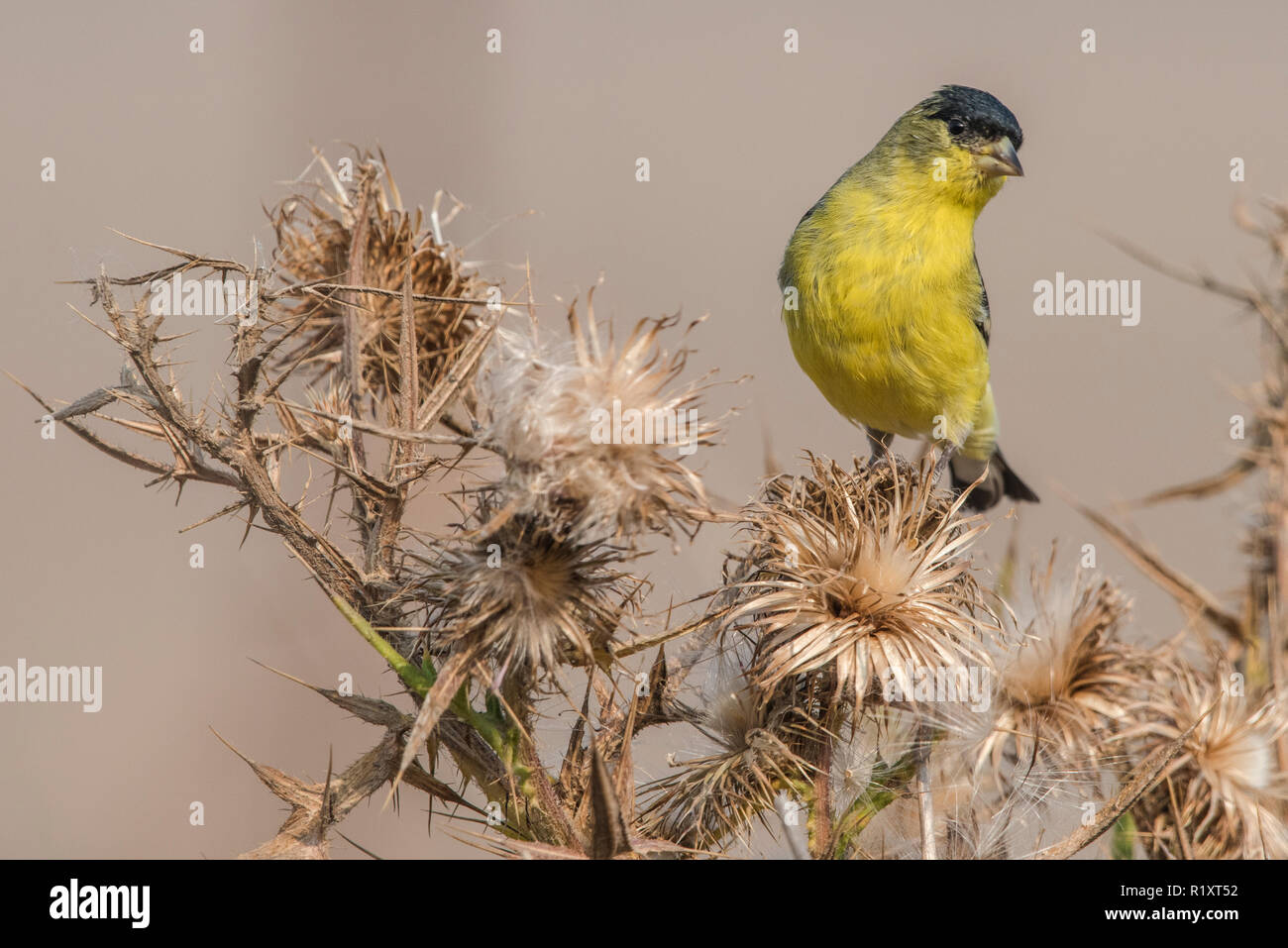 Une moindre chardonneret (Spinus psaltria) rss sur les graines d'une plante chardon sec en Californie. Banque D'Images