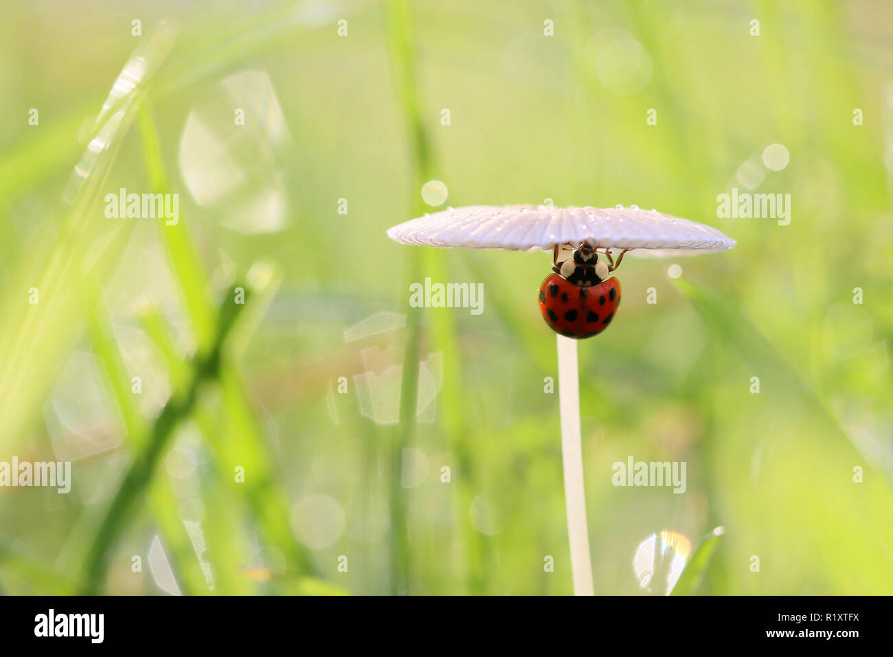 Coccinelle rouge pour une promenade. Banque D'Images